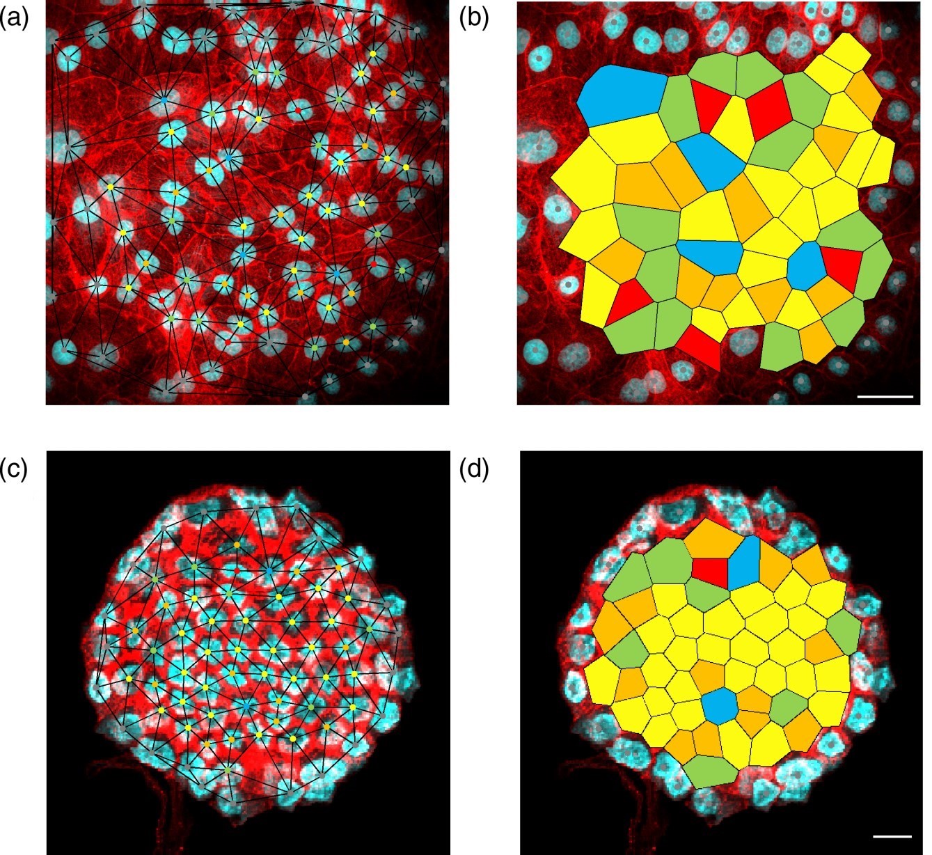 Ученые нашли геометрические различия между плоскими и сферическими слоями  эпителиальных клеток