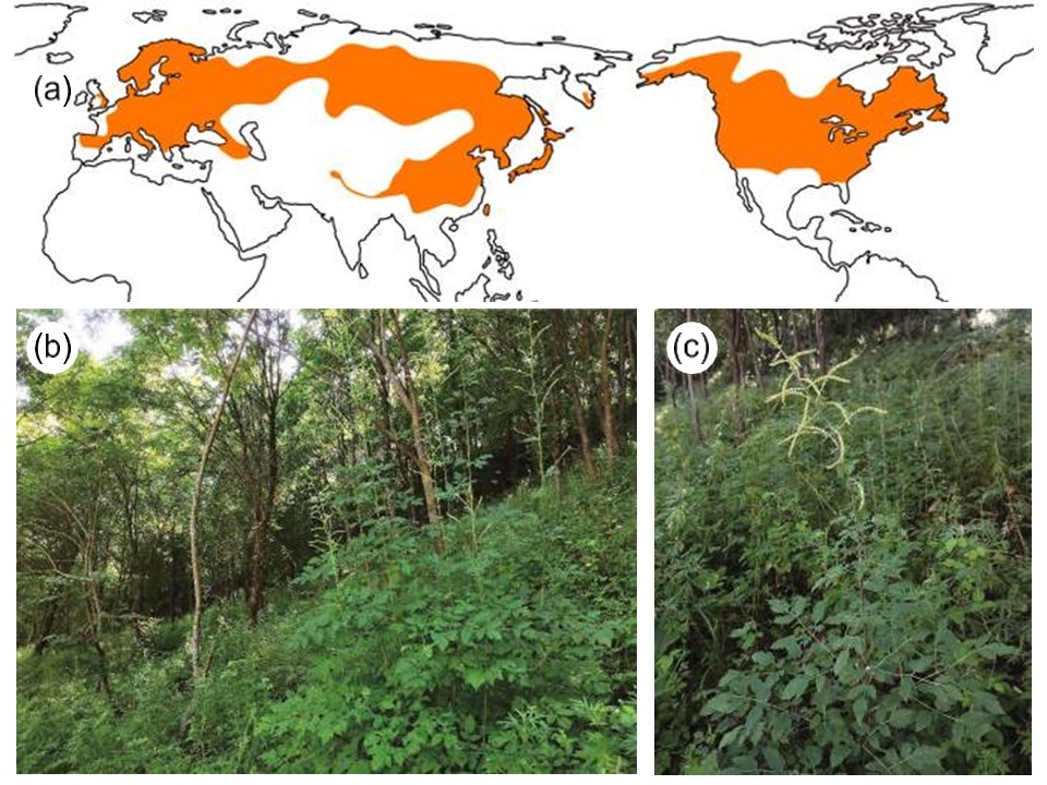 Генетики выяснили, когда в Северном полушарии появились широколиственные  леса