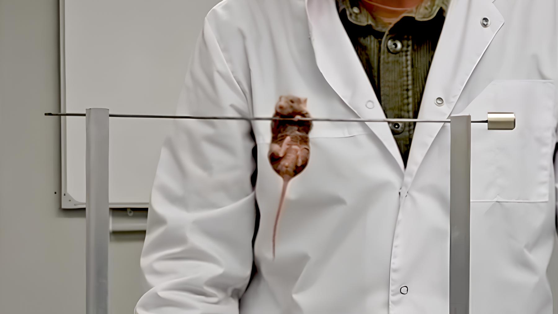 Тест на мышечную выносливость. Демонстрация методики, которая использовалась для оценки функционального состояния мышц у мышей с моделью мышечной дистрофии Дюшенна. Источник: Михаил Дубинин