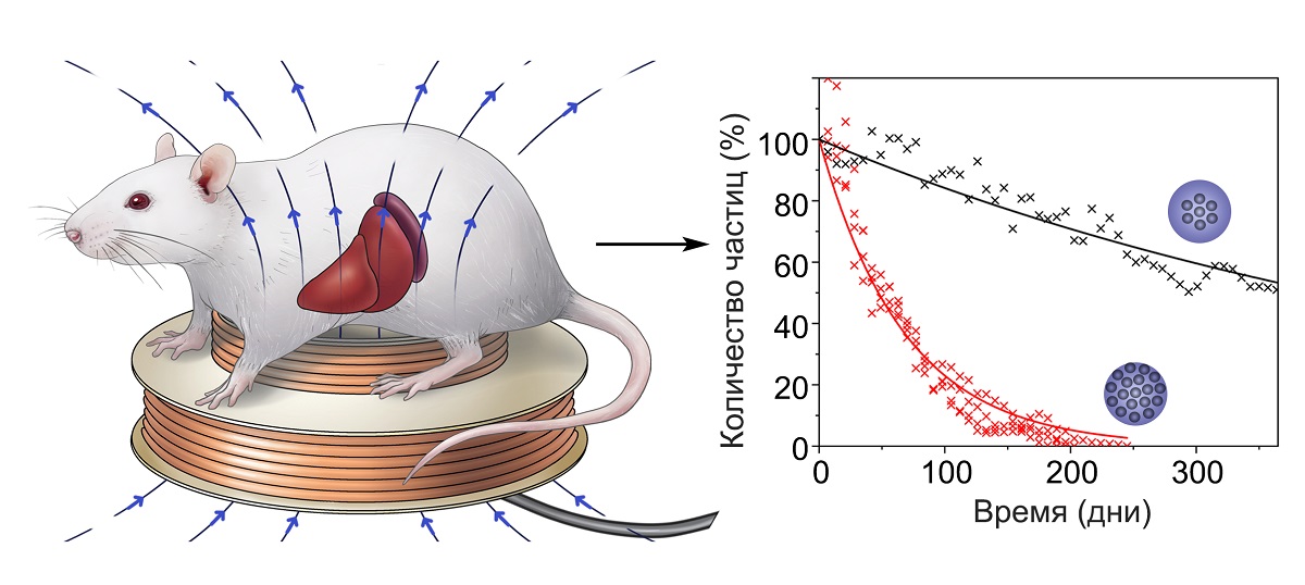 Магнитные частицы. Магнитная частица картинки. Магнитные наночастицы в живом организме.