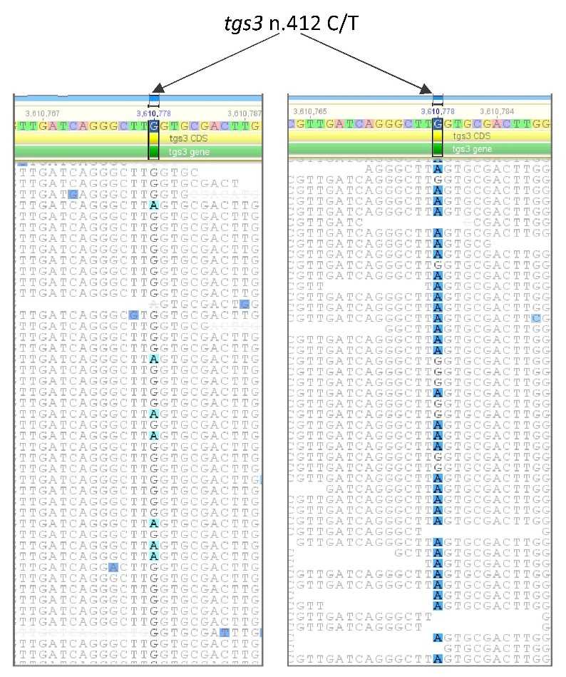 Картирование коротких нуклеотидных прочтений полногеномного секвенирования на геном референс-штамма H37Rv. Показан фрагмент последовательности гена tgs3 с мутацией в кодоне 138 Gln>Stop (CAA>TAA) (мутантная позиция в геноме 3610778 G>A показана стрелками). Слева исходный штамм 396, справа изолят из легких мыши после 5,5 месяцев лечения. Источник: Игорь Мокроусов