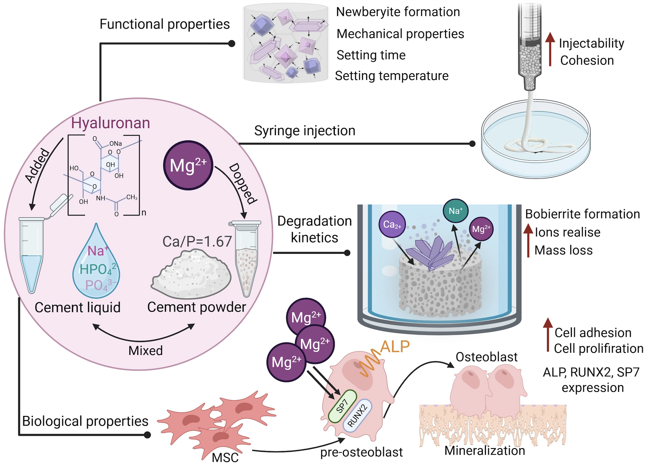 Графическое резюме исследования. Источник: Sergeeva et al / International Journal of Molecular Science, 2025