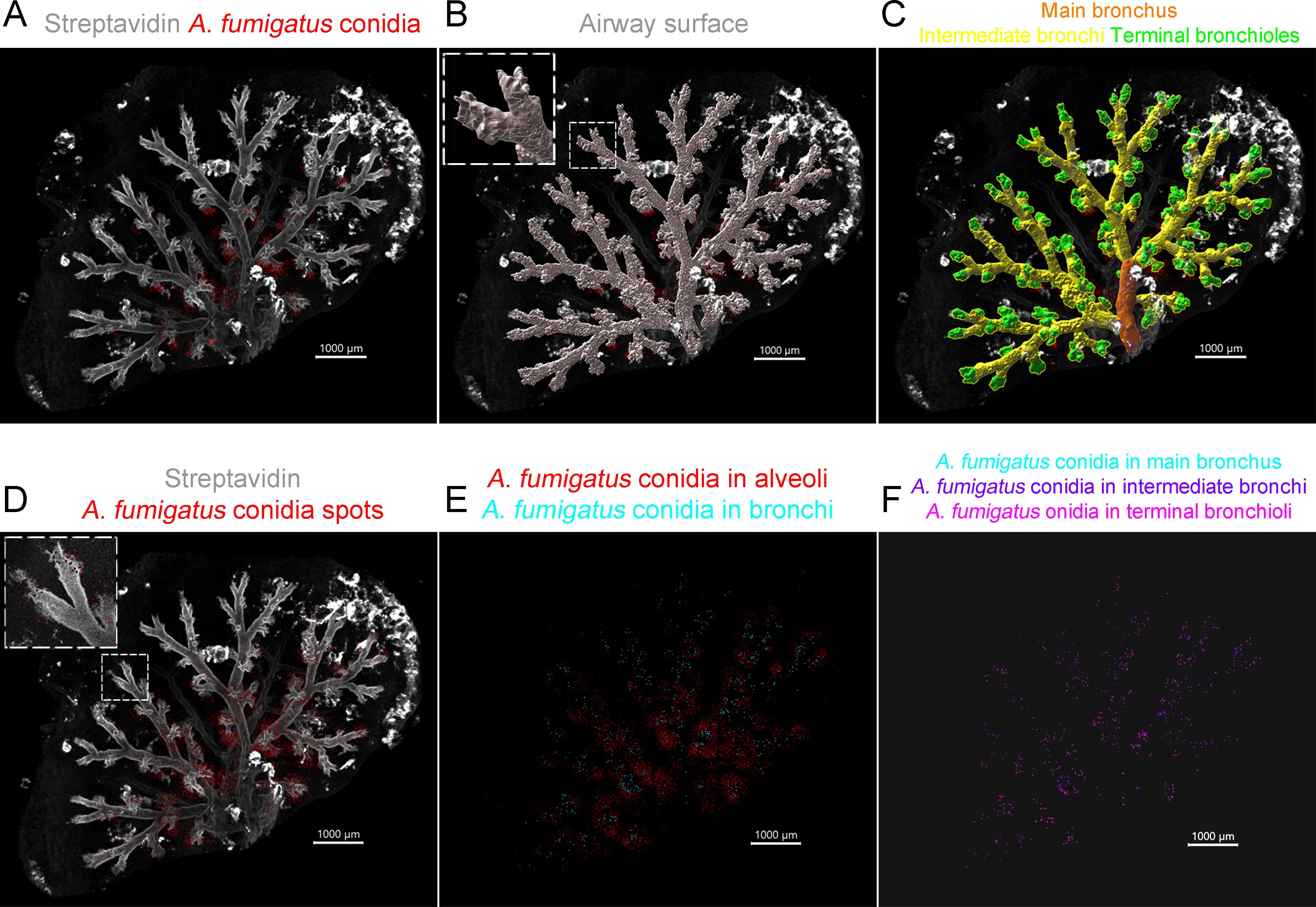 Распределение конидий A. fumigatus в легких мышей. Источник: Pavelchenko et al. / Frontiers in Fungal Biology, 2025