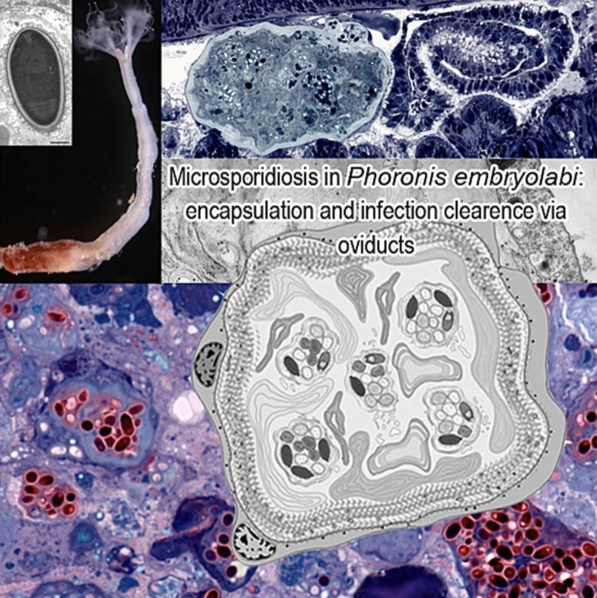 Графическое резюме исследования. Источник: Temereva et al. / Journal of Invertebrate Pathology, 2025