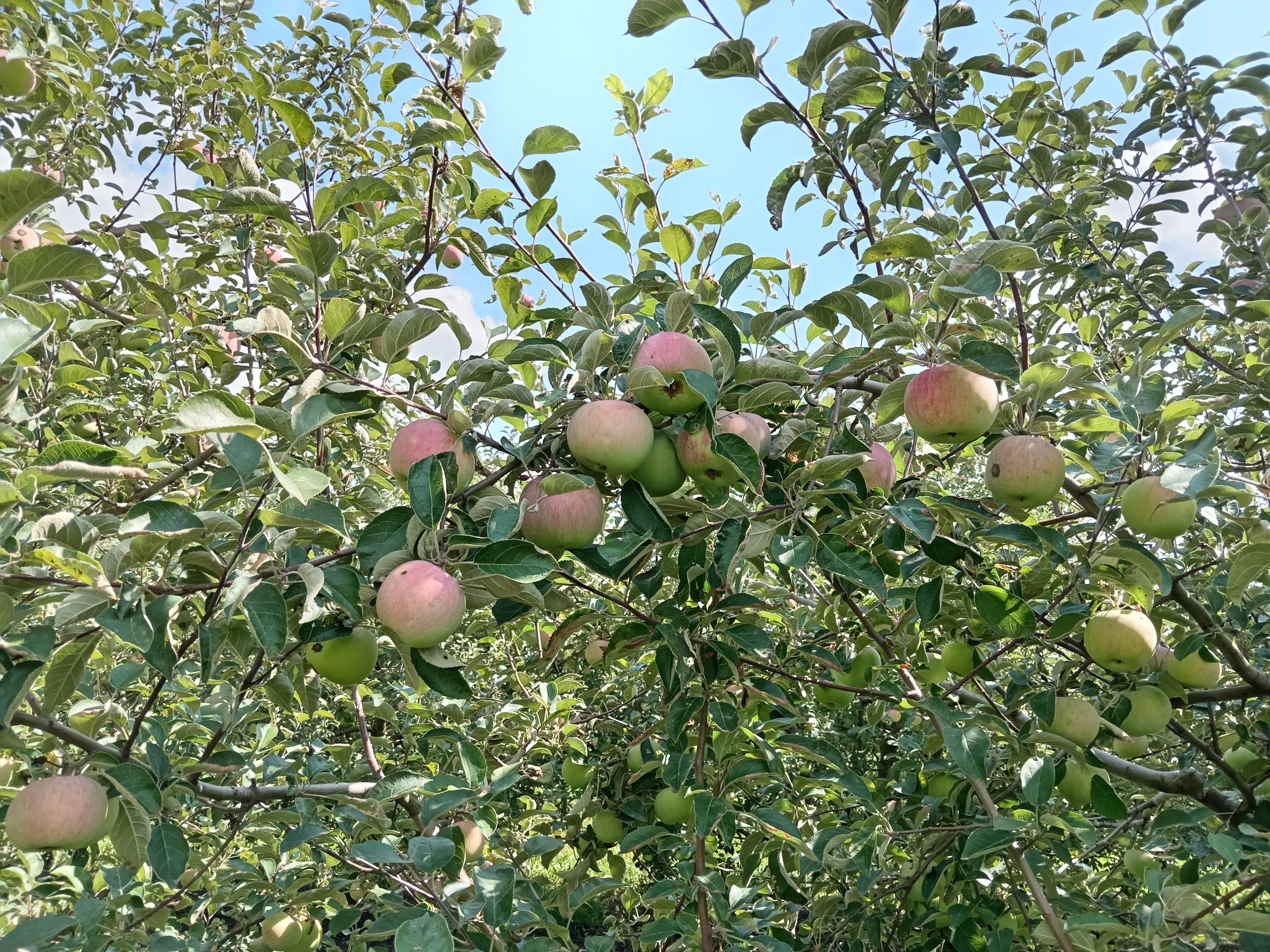 Плоды сорта «ветеран». Источник: авторы исследования