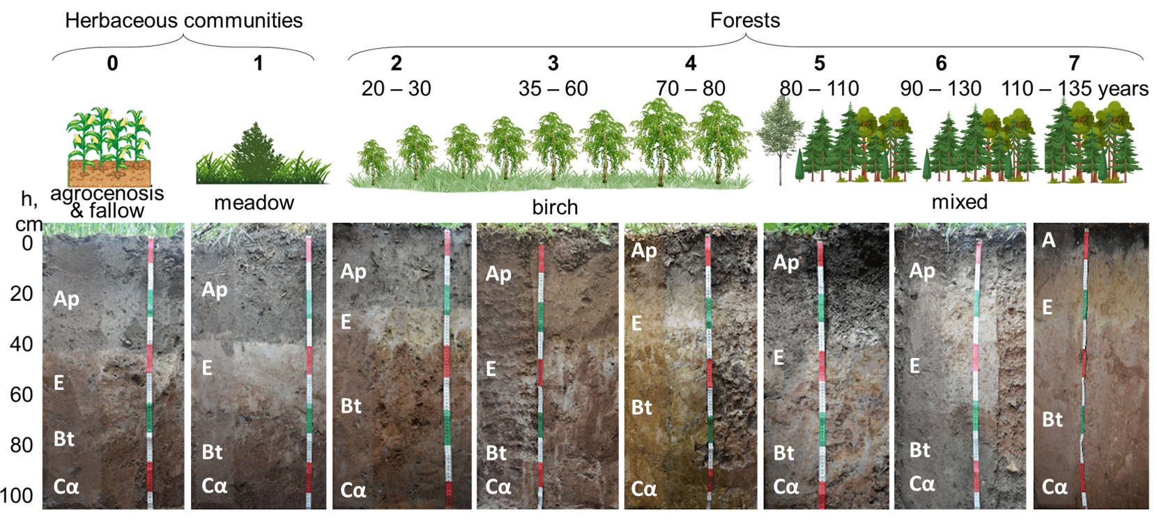 Исследованные почвы. Источник: Иван Семенков