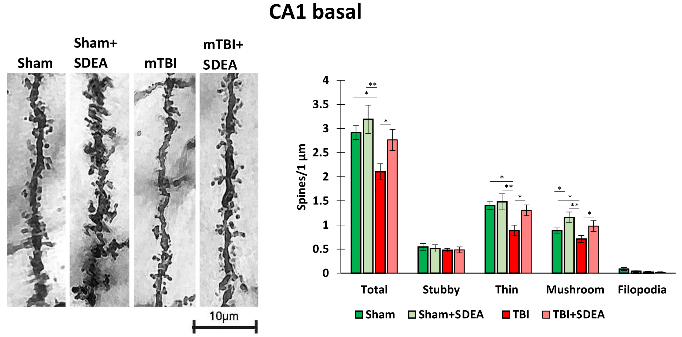 Базальные дендриты CA1. Репрезентативные сегменты базальных дендритов, окрашенные по методу Гольджи, из четырех экспериментальных групп (слева). Количественная оценка общей плотности шипиков и их подтипов (короткие, тонкие, грибовидные, филоподии). Источник: Анна Тыртышная