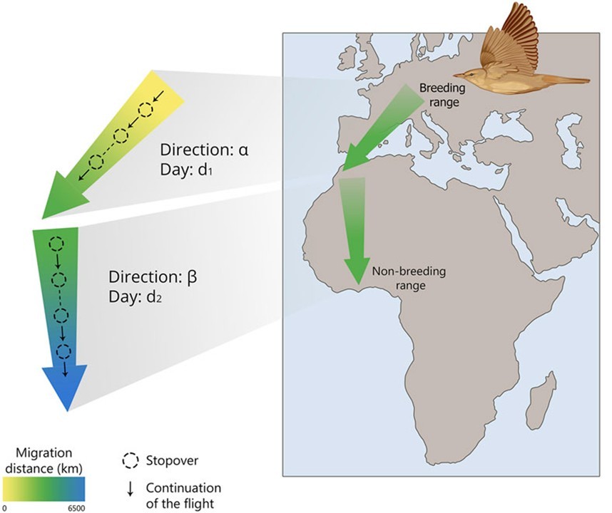 Схематическое изображение концепции «часов и компаса» у молодых перелетных птиц, показывающее, как они перемещаются от мест размножения до мест зимовки, используя внутренний механизм хронометража и ориентиры. Источник: Utvenko et al. / Frontiers in Physiology, 2025