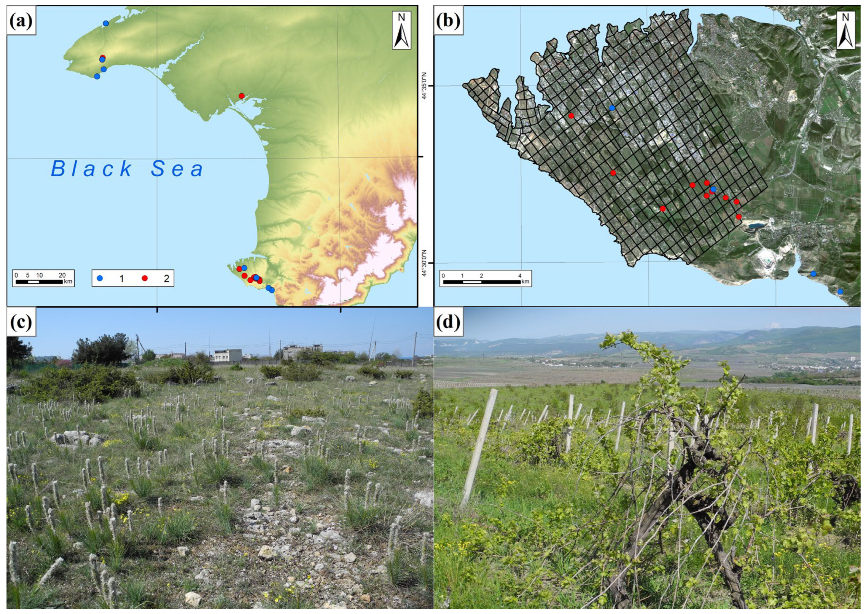Побережье Западного Крыма с основными (синие кружки) и дополнительными (красные кружки) точками отбора проб почв на залежах разных периодов и их целинных аналогах (a); древняя межевая система Херсонеса Таврического с основой на космических снимках (снимки из открытых Google Maps, 2024 г.). Точки отбора проб почв на залежах разных периодов (красные кружки) (b); послеантичная залежь (виноградник пристенной плантации) в сельском округе Херсонес, земельный участок № 153, секция 36 (c); заброшенный виноградник с 2020 г., земельный участок № 404, секция 51 (d). Источник: Lisetskii et al / Sustainability, 2025