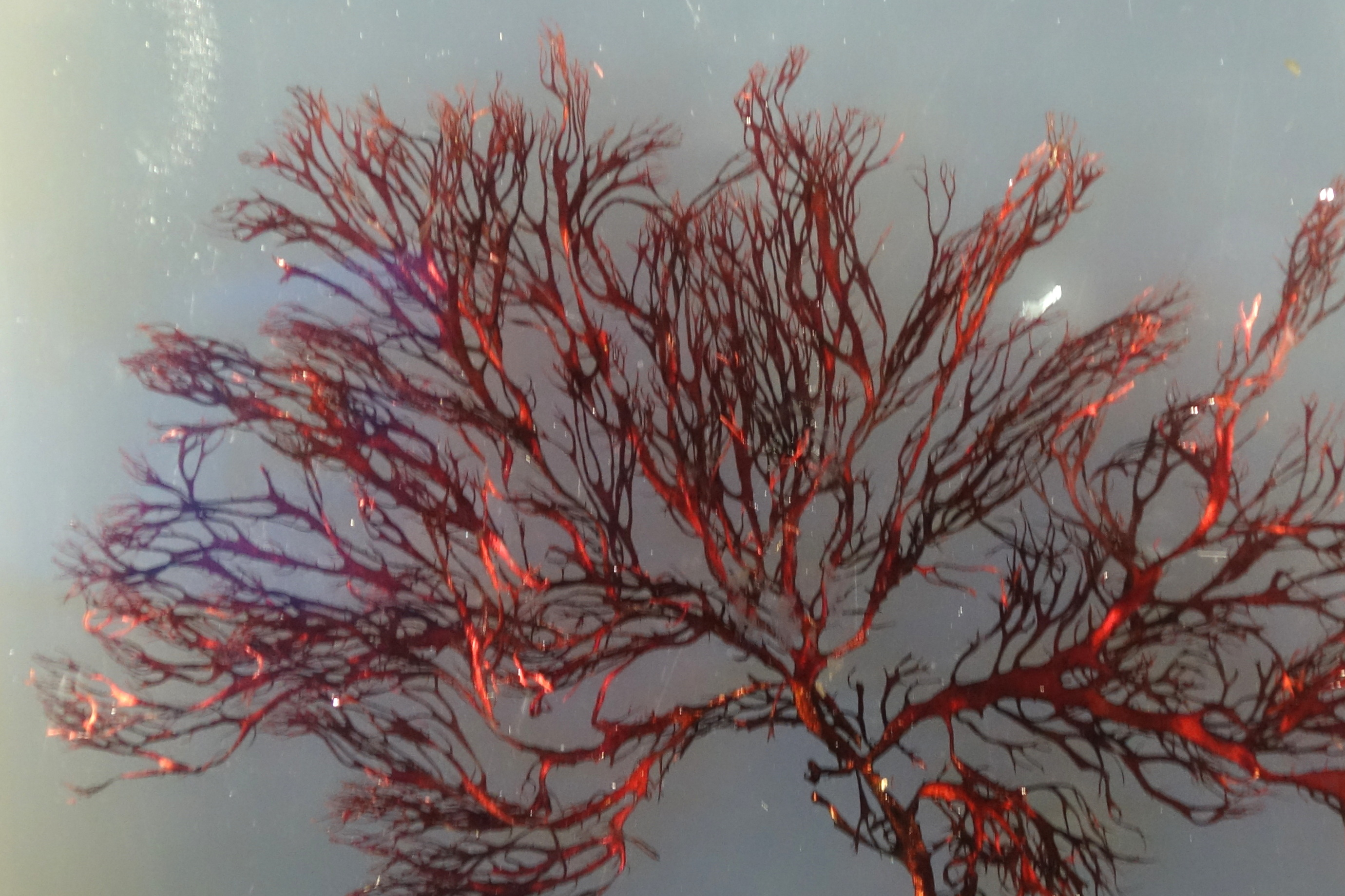 Красные водоросли клетки. Филлофора водоросль. Анфельция водоросль. Хондрус водоросль. Красные водоросли Филлофора.